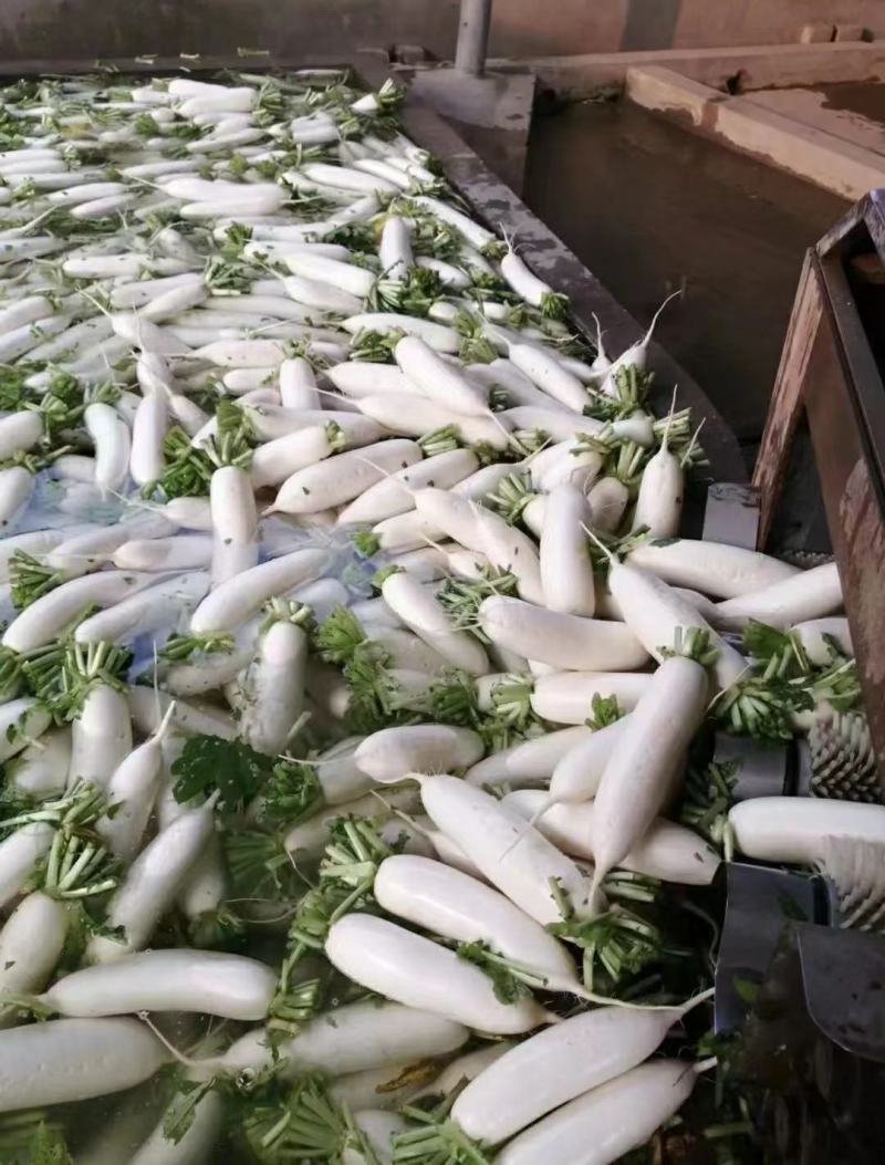 白萝卜基地看货论价保质保量支持视频看货打款发货