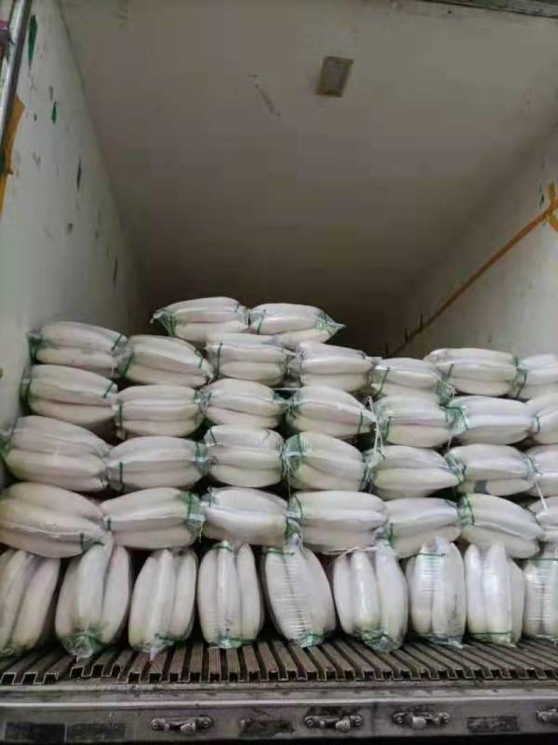 白萝卜基地看货论价保质保量支持视频看货打款发货
