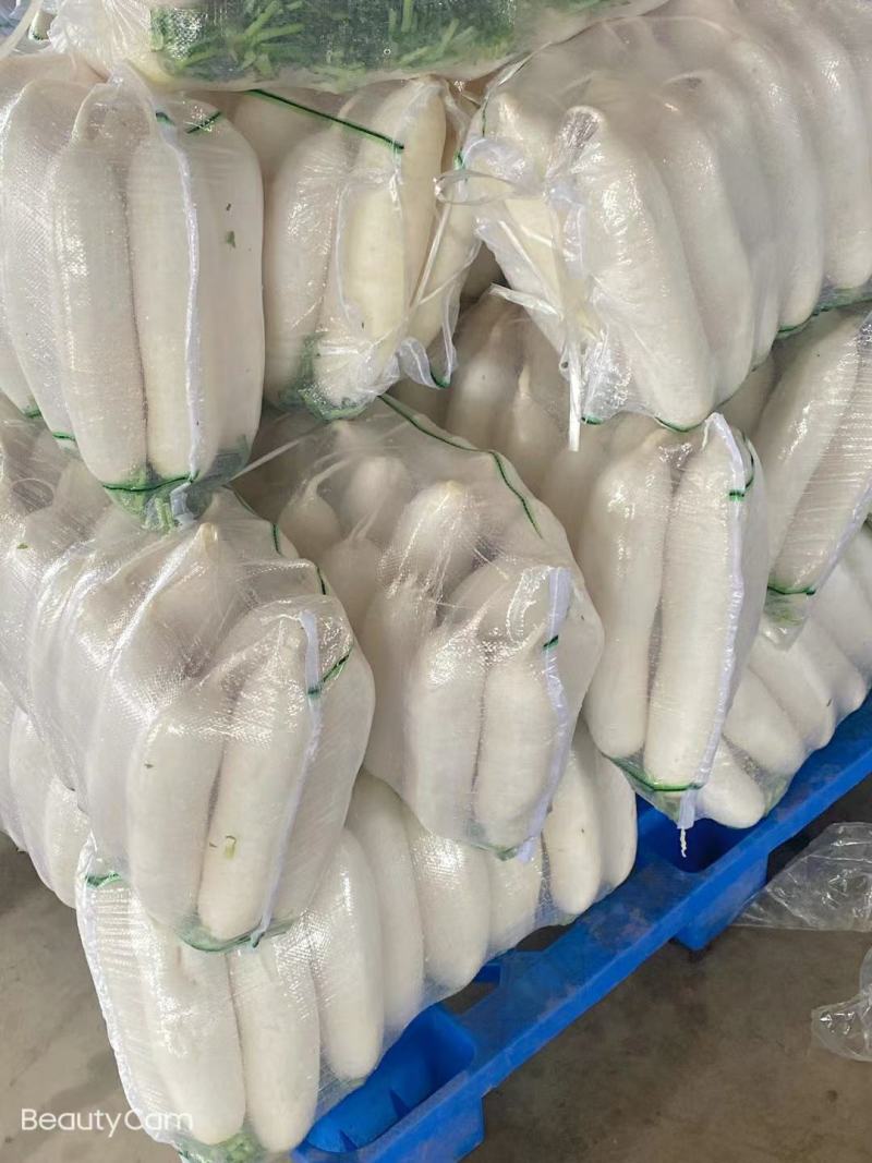 白萝卜基地看货论价保质保量支持视频看货打款发货