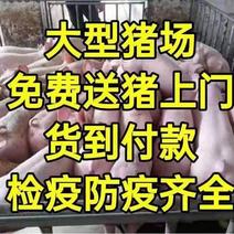 荐-【备案车辆猪到付款】（山东大型猪厂/支持任何检测）