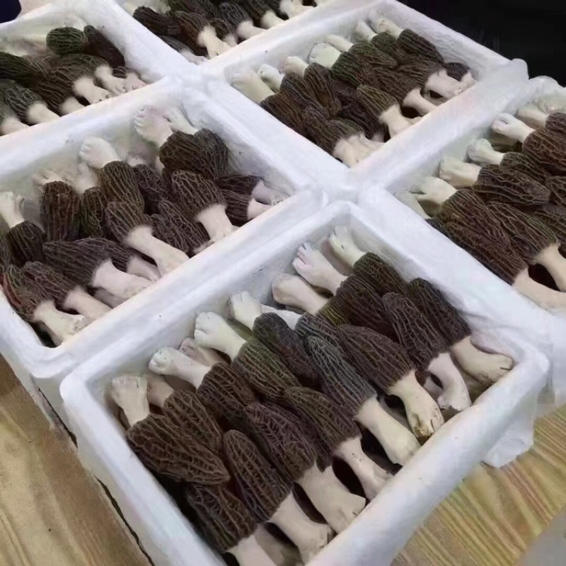 羊肚菌一件代发