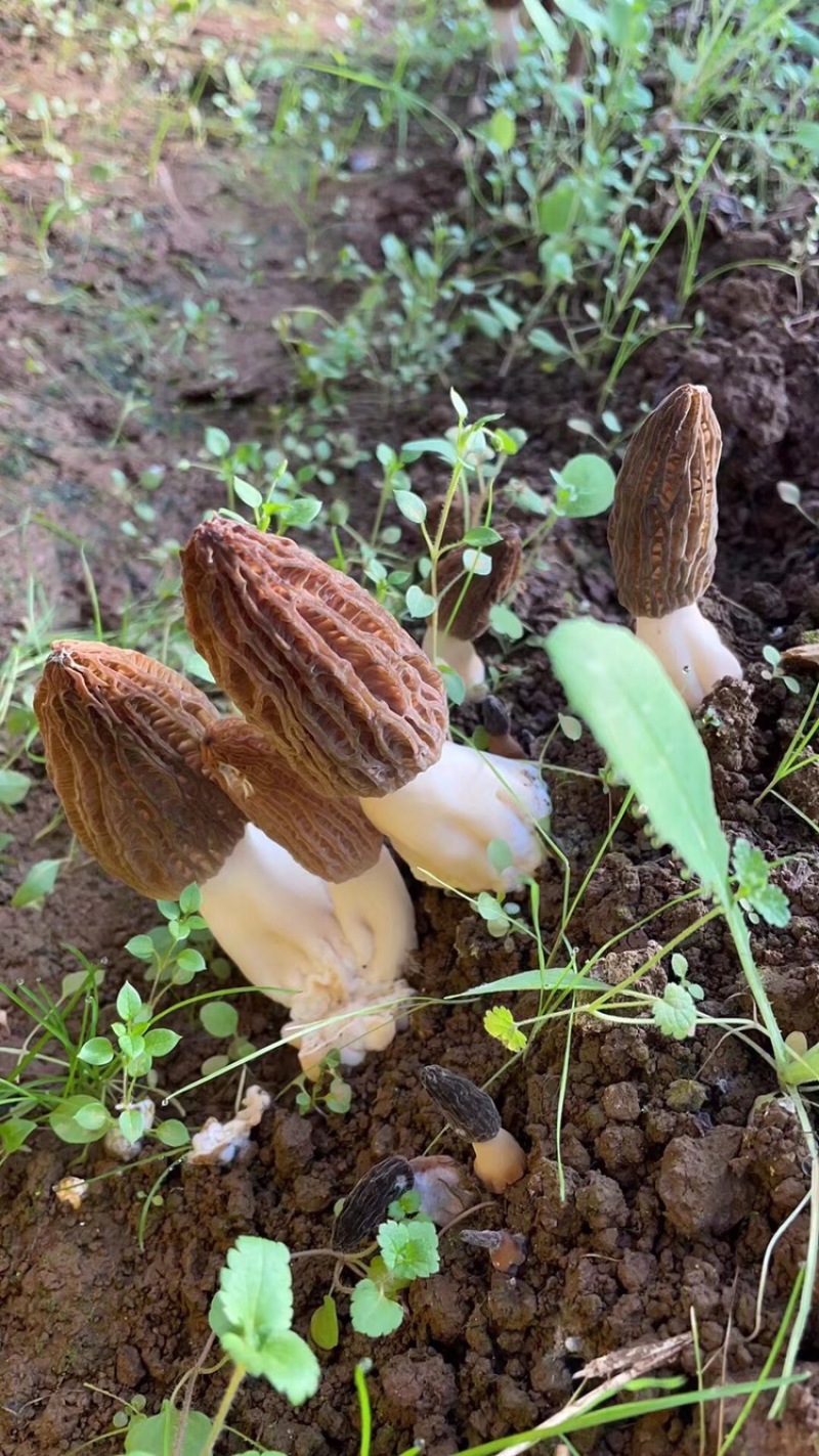 羊肚菌一件代发