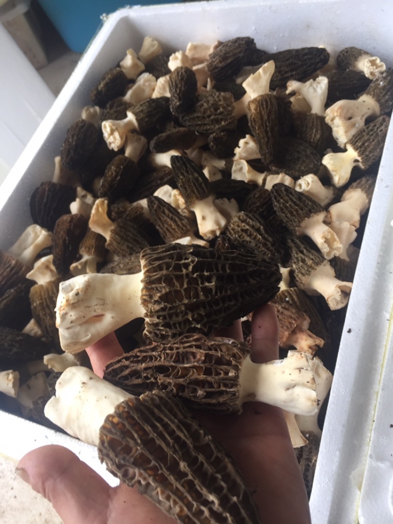 羊肚菌一件代发