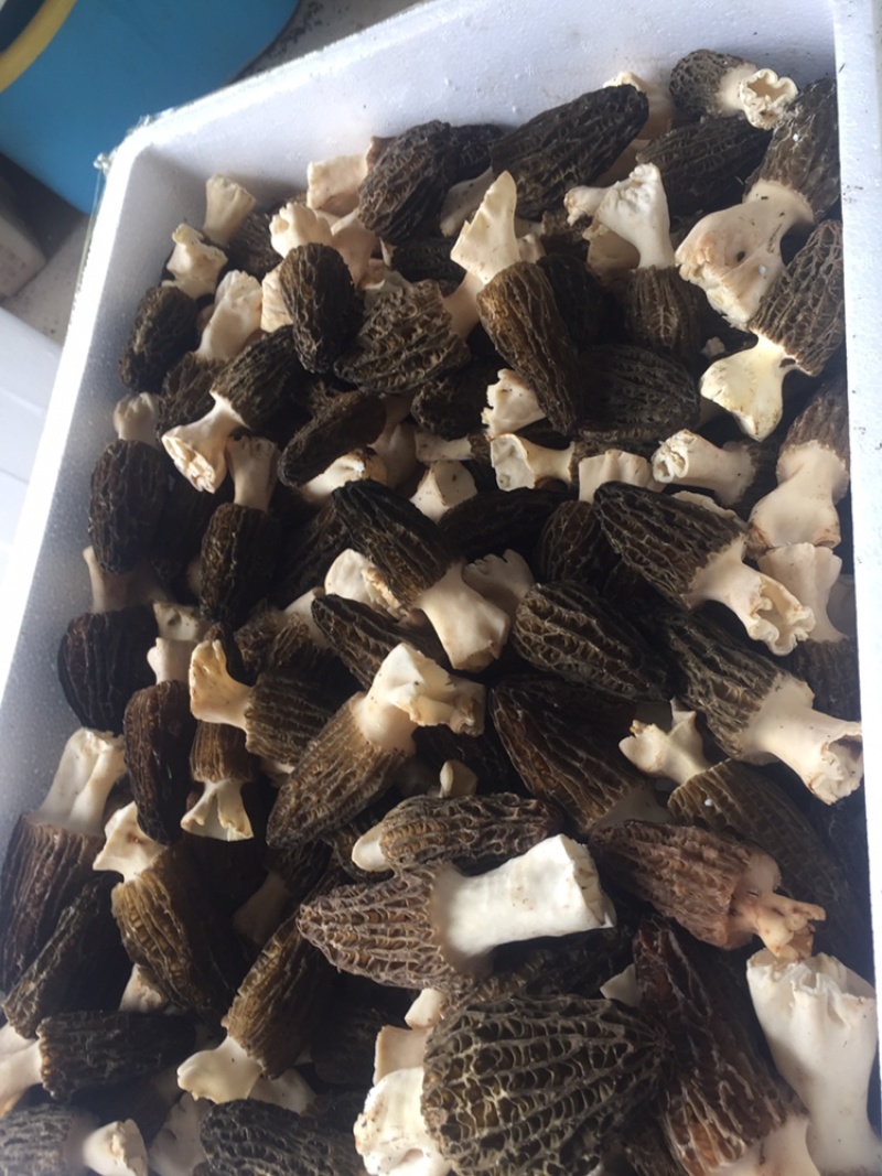 羊肚菌一件代发