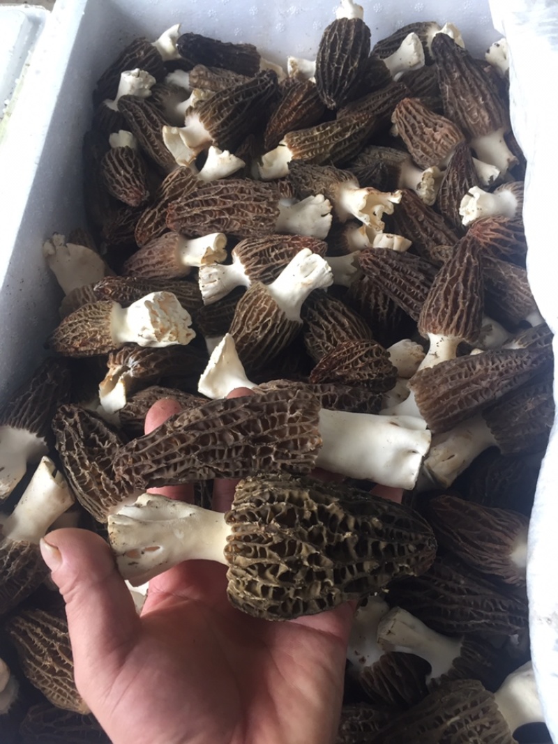 羊肚菌一件代发