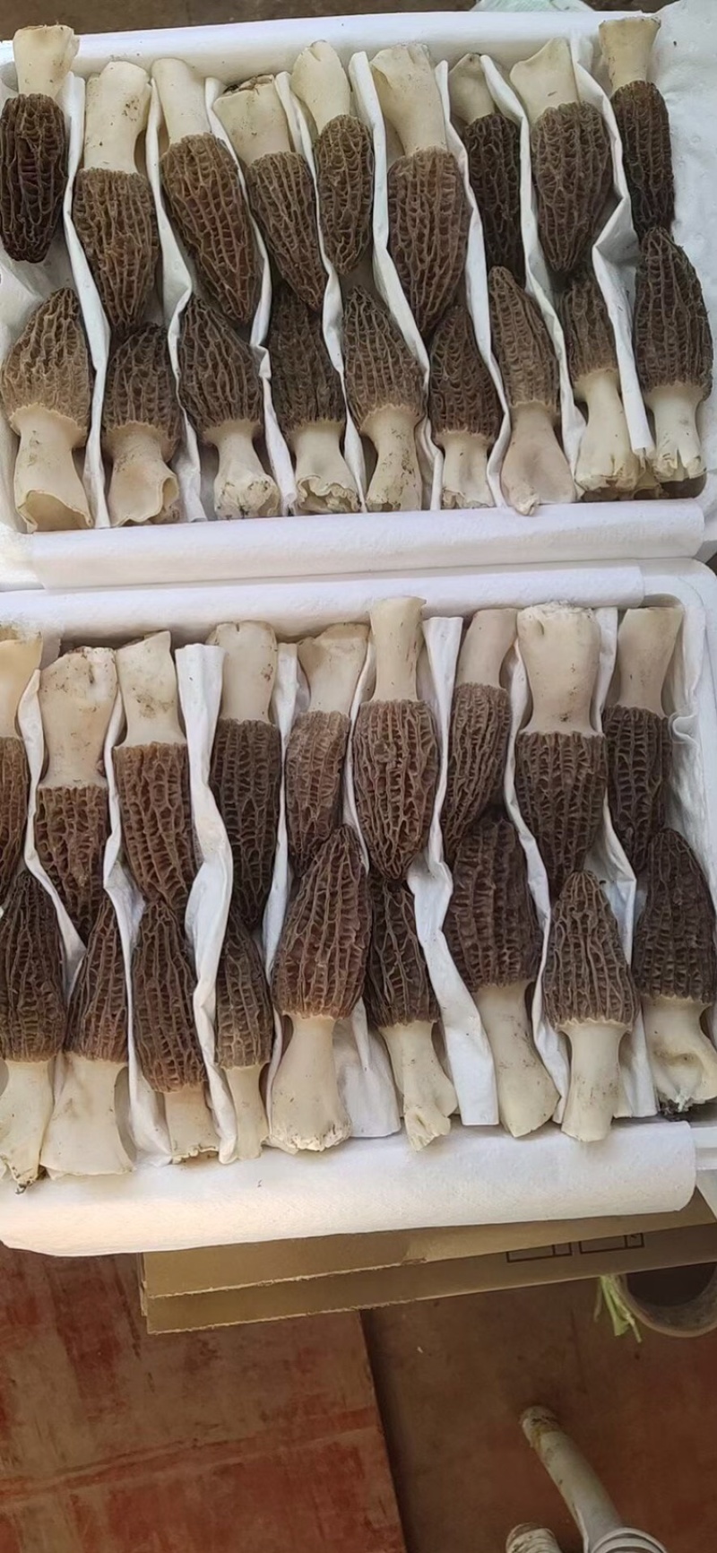 羊肚菌一件代发
