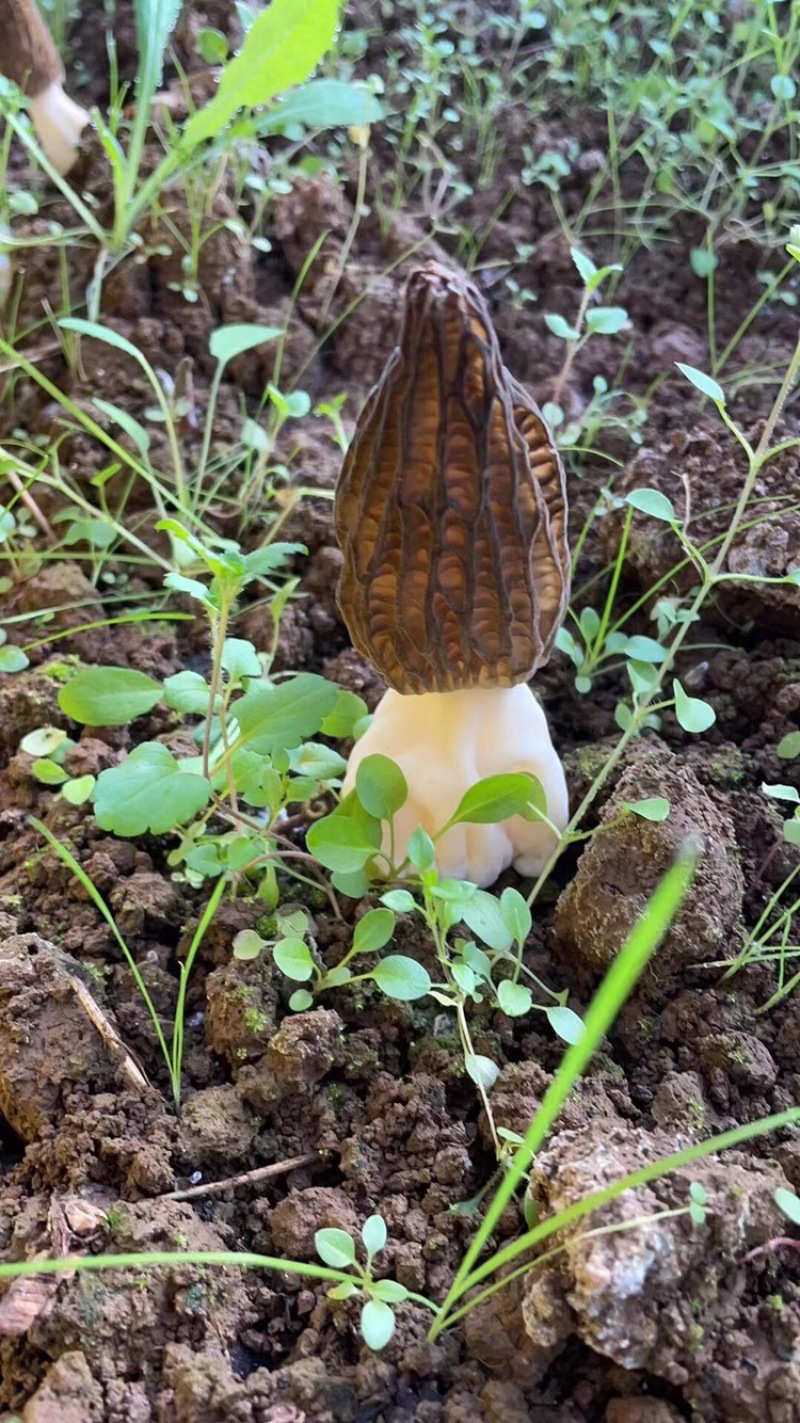 羊肚菌一件代发