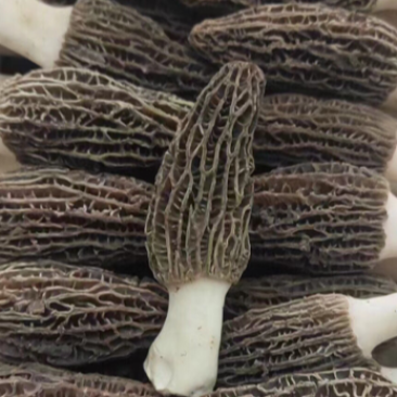 羊肚菌一件代发