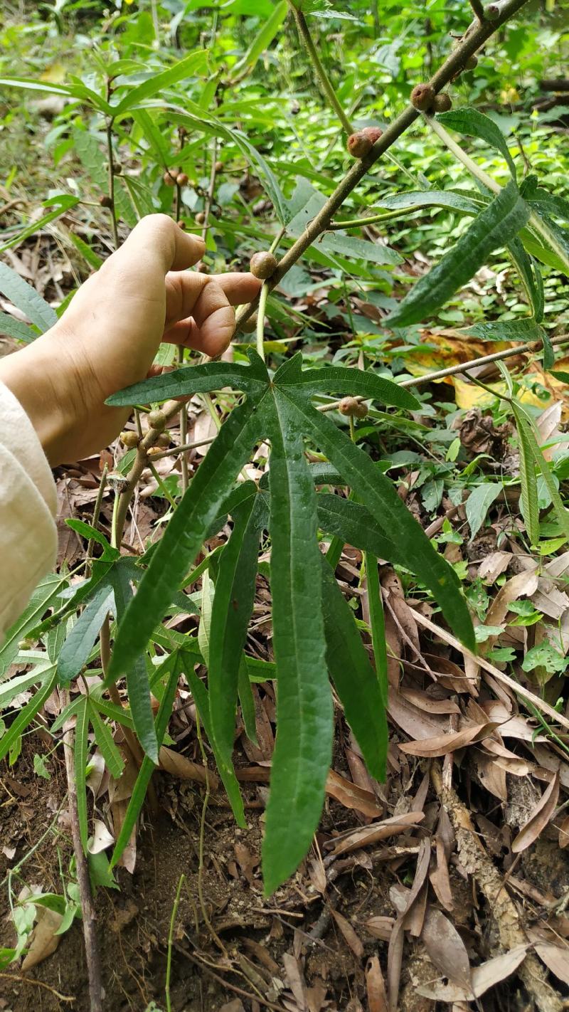 野生五指毛桃干货纯野生货煲汤料椰奶味香浓