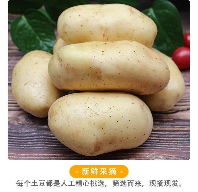 青海新鲜土豆农家自种非转基因新鲜现挖土豆新鲜早大白土豆