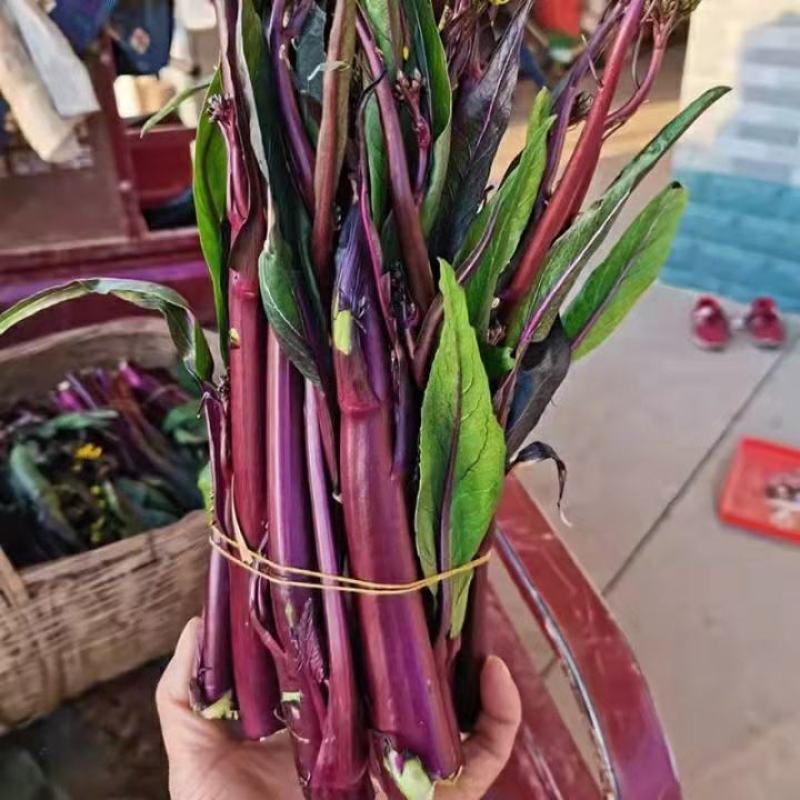 红菜苔产地直销看货论价保质保量欢迎订购