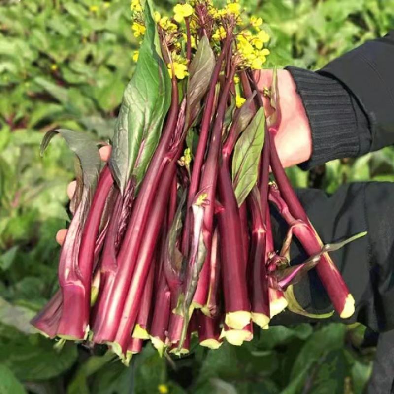 红菜苔产地直销看货论价保质保量欢迎订购