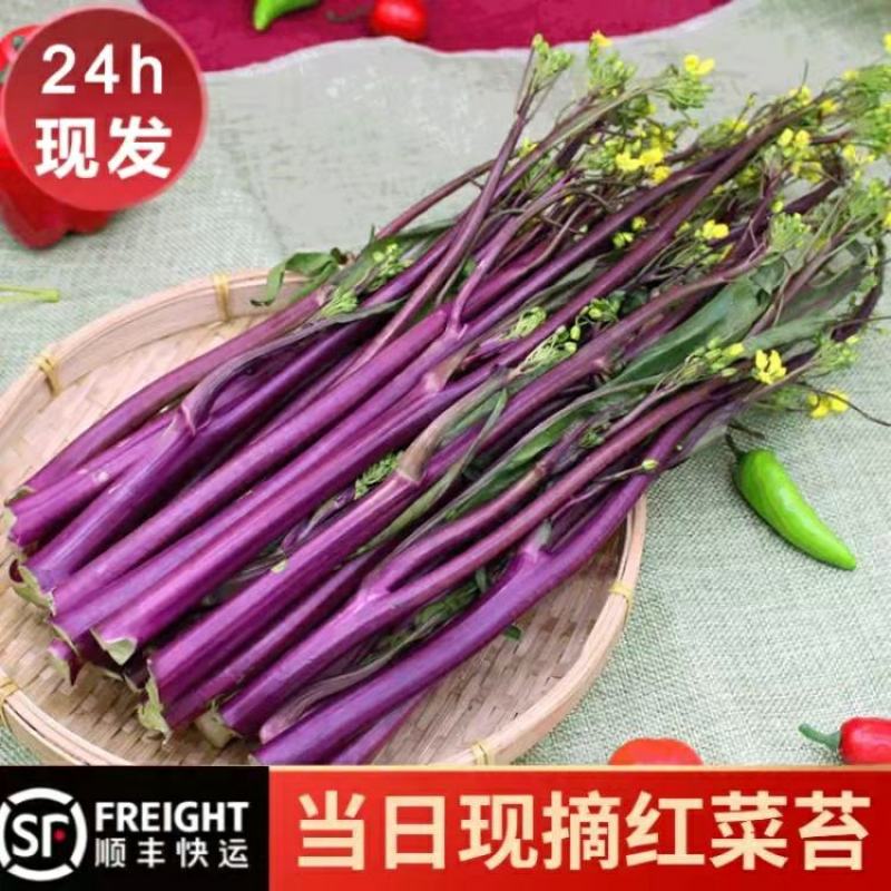 红菜苔产地直销看货论价保质保量欢迎订购