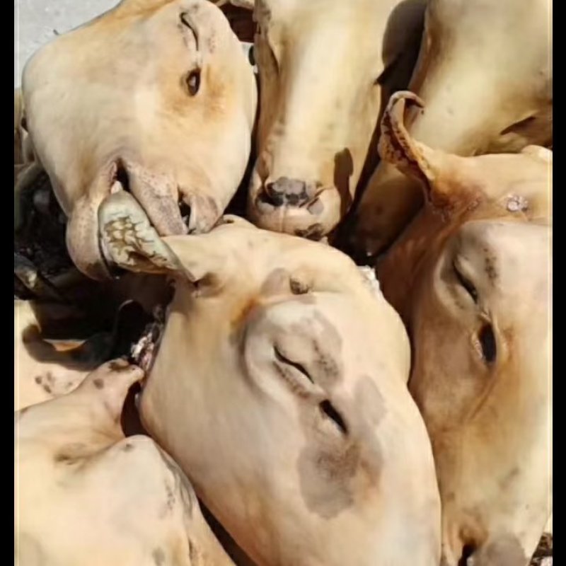 内蒙古锡林浩特火燎草地绵羊白头、花头，各种规格，都有现货