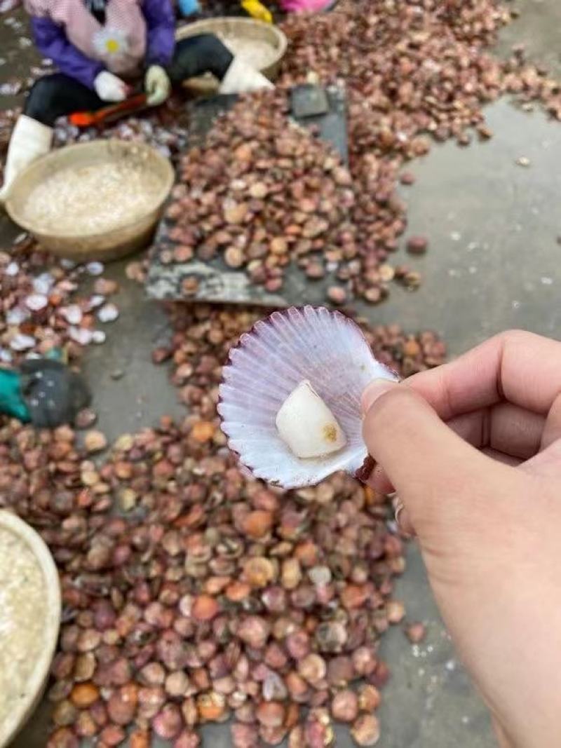 冰鲜贝丁