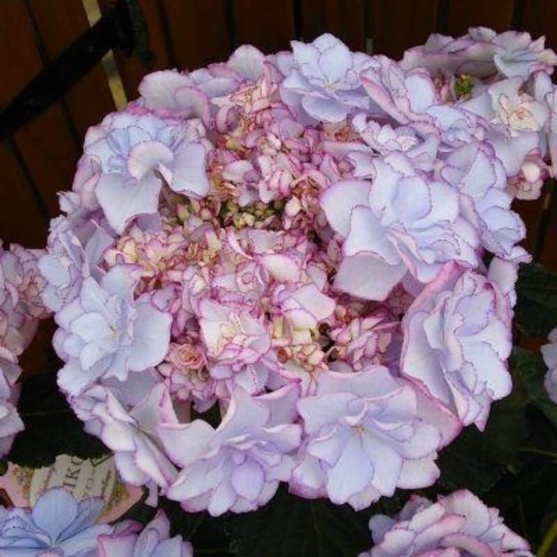 【包邮八仙花绣球花】20棵混色40元包邮到家