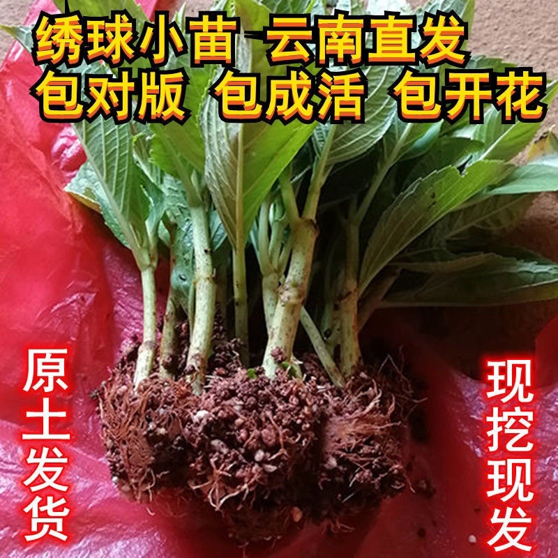【包邮八仙花绣球花】20棵混色40元包邮到家