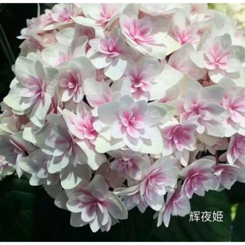 【包邮八仙花绣球花】20棵混色40元包邮到家