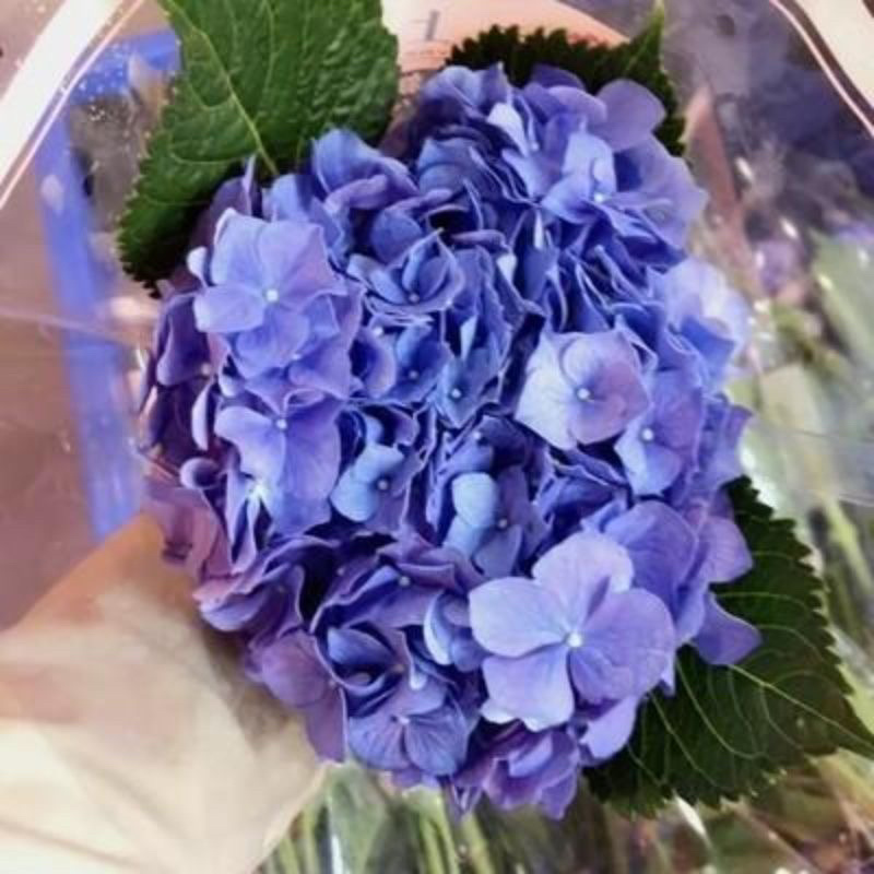 【包邮八仙花绣球花】20棵混色40元包邮到家