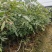 桂圆苗优良桂圆嫁接树苗,储良,石夹,四季龙眼