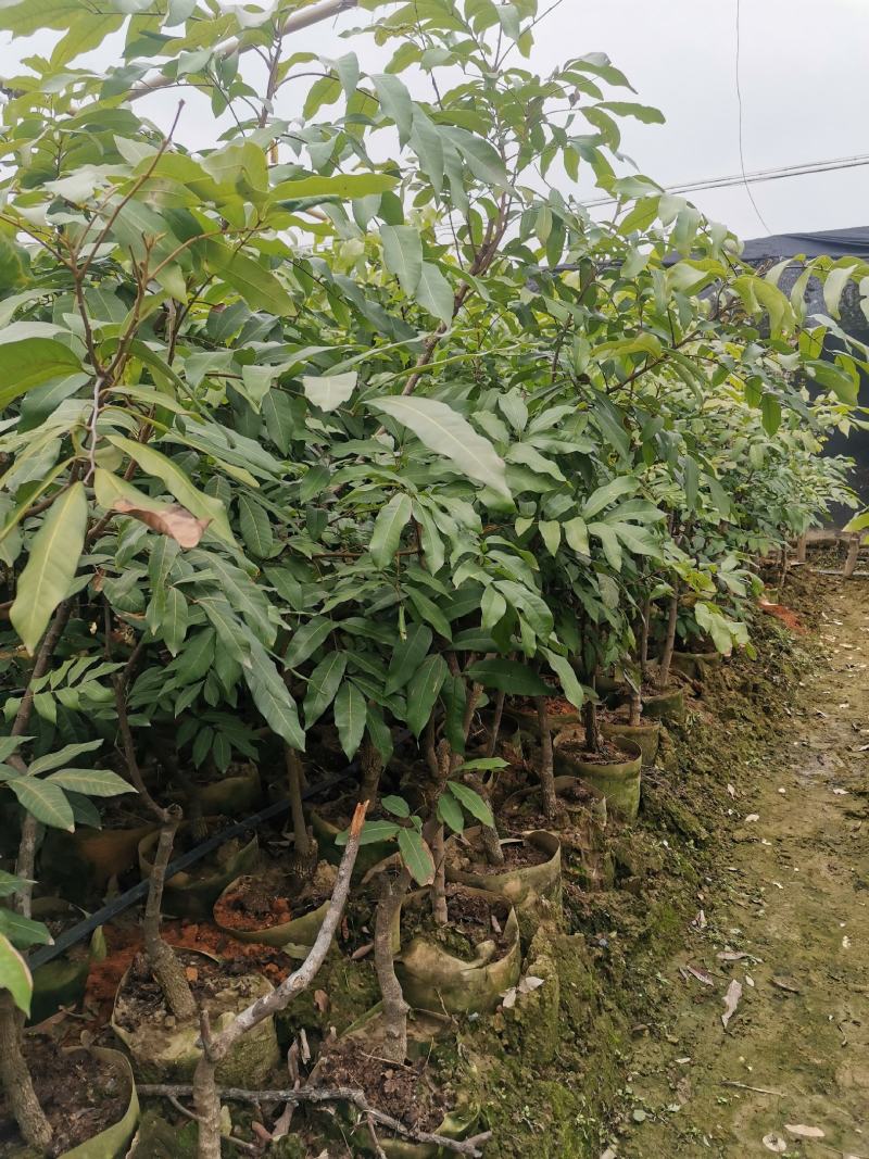 桂圆苗优良桂圆嫁接树苗，储良，石夹，四季龙眼