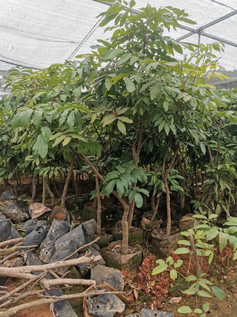 桂圆苗优良桂圆嫁接树苗，储良，石夹，四季龙眼