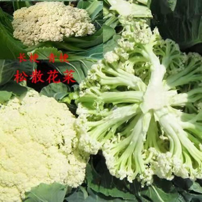松花菜产地直销看货论价。支持发货24小时在线服务