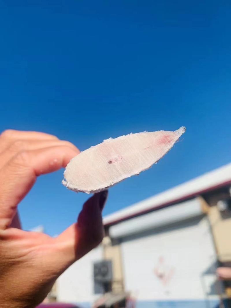 小眼刀鱼中段