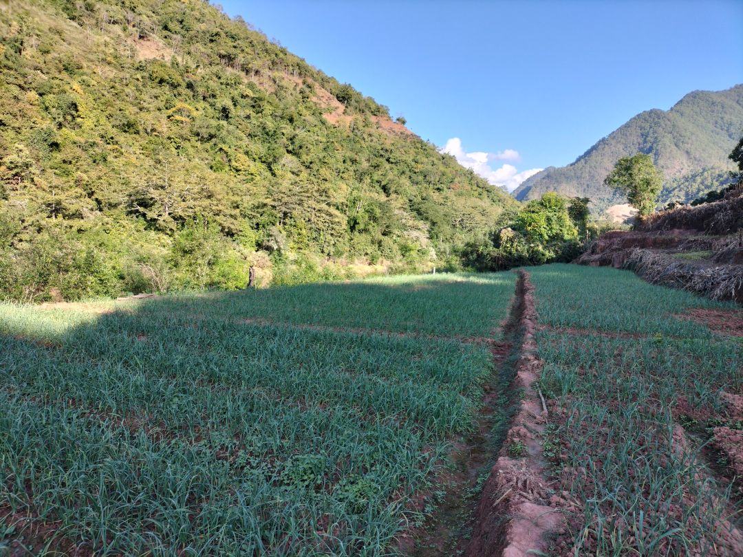 无人机航拍视角下的云南洱源县高山蒜田,梯田式布局清晰可见,绿色蒜叶在阳光照射下泛着光泽,远处是苍山云雾,展现高原生态种植环境 云南洱源县高原蒜田航拍图