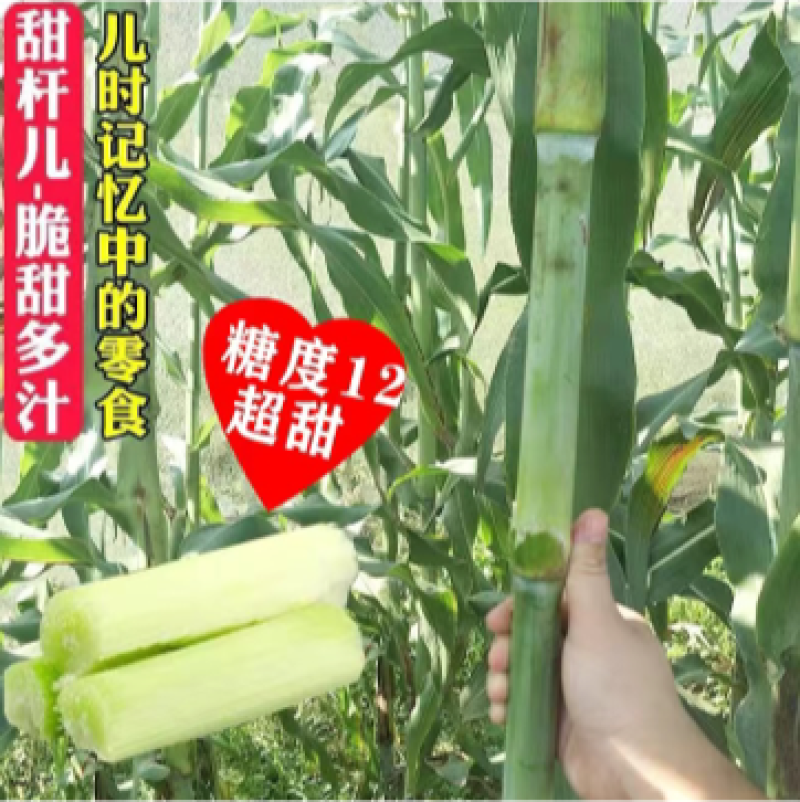 【包邮甜杆种子】甘甜多汁9.9包邮到家