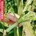 【包邮甜杆种子】甘甜多汁9.9包邮到家