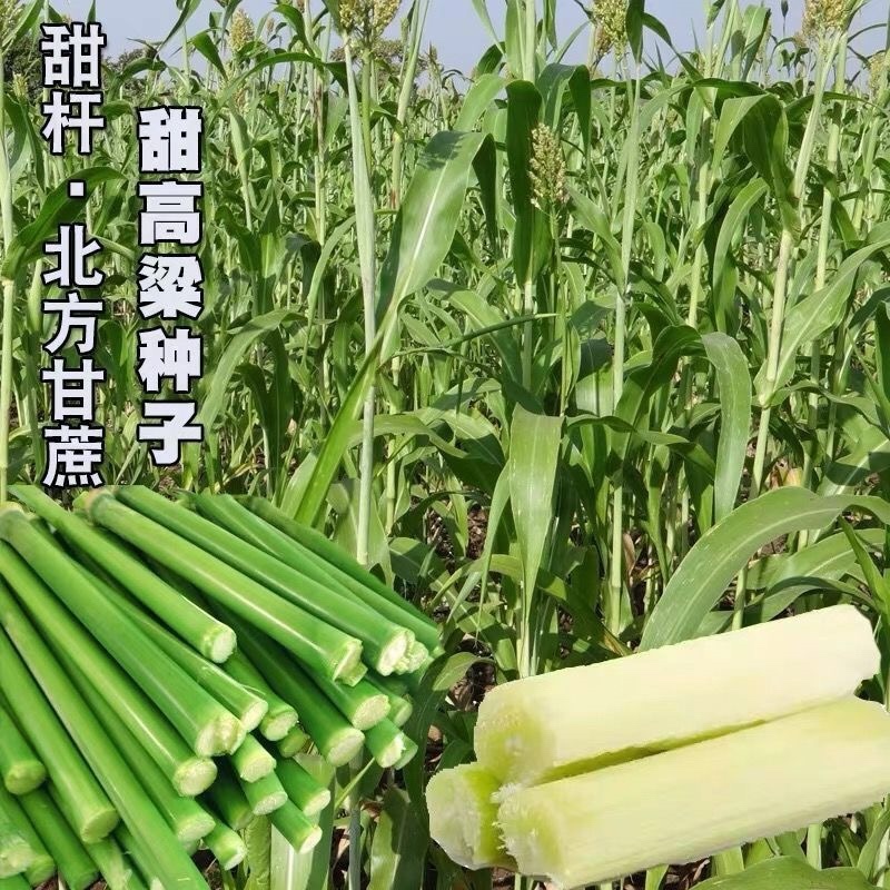 【包邮甜杆种子】甘甜多汁9.9包邮到家