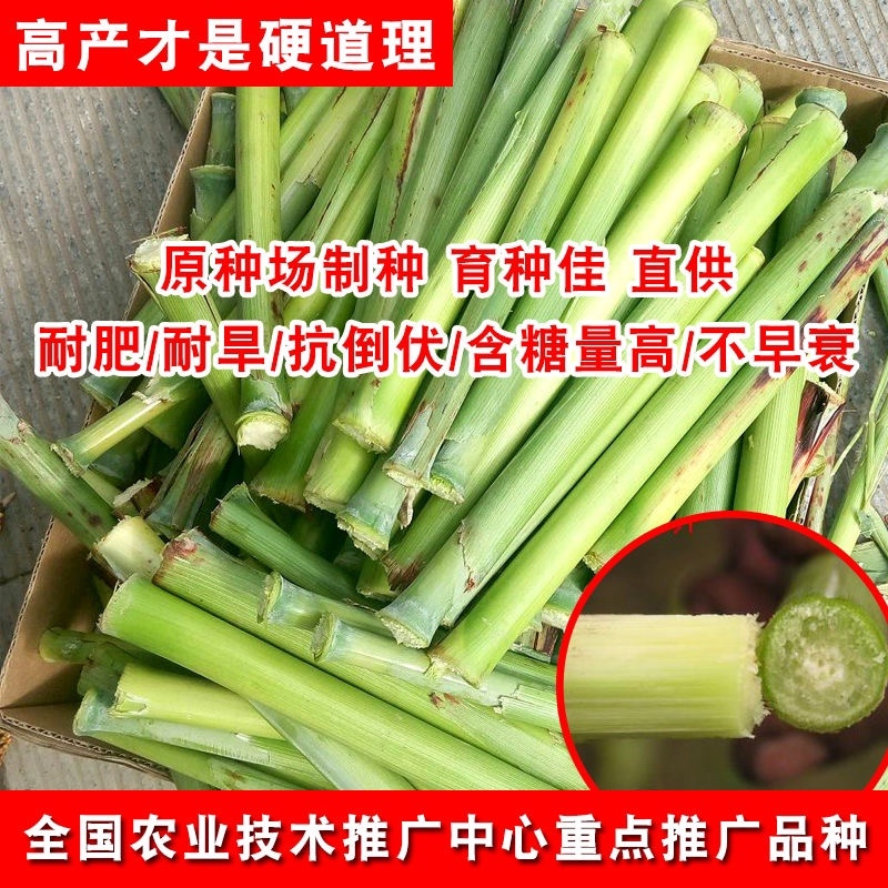 【包邮甜杆种子】甘甜多汁9.9包邮到家