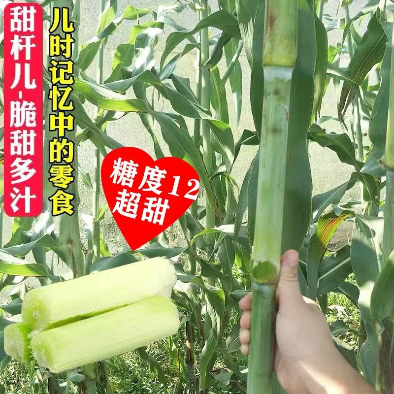 【包邮甜杆种子】甘甜多汁9.9包邮到家