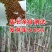 【包邮甜杆种子】甘甜多汁9.9包邮到家