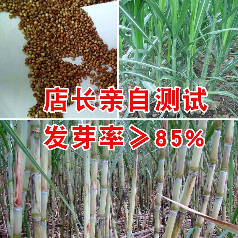 【包邮甜杆种子】甘甜多汁9.9包邮到家