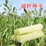 【包邮甜杆种子】甘甜多汁9.9包邮到家