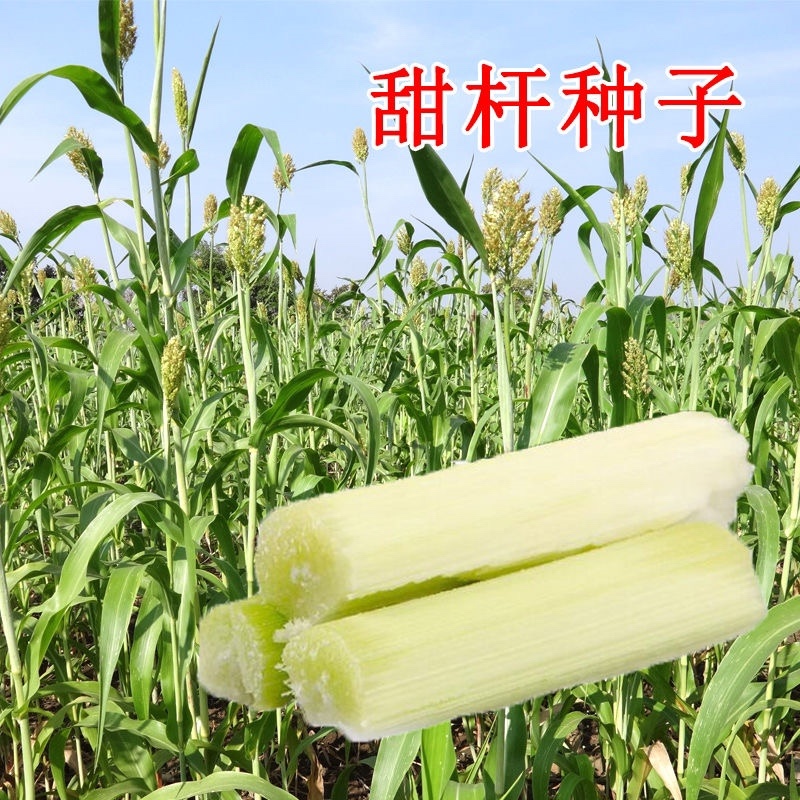 【包邮甜杆种子】甘甜多汁9.9包邮到家