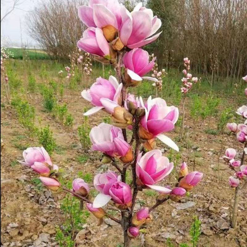 新品矮化盆栽地栽玉兰树苗耐寒盆景四季开花花卉绿植