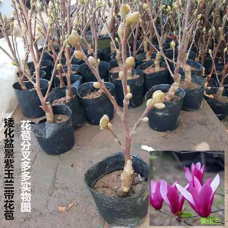 新品矮化盆栽地栽玉兰树苗耐寒盆景四季开花花卉绿植