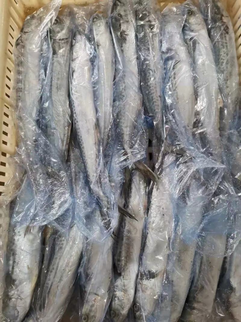 单冻冰鲜鲅鱼
