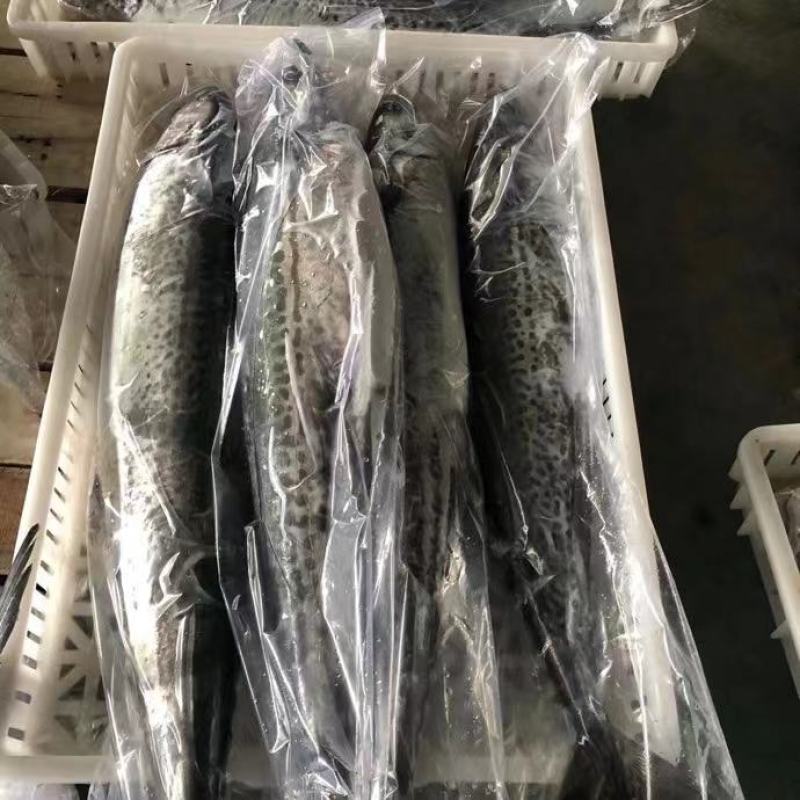 单冻冰鲜鲅鱼