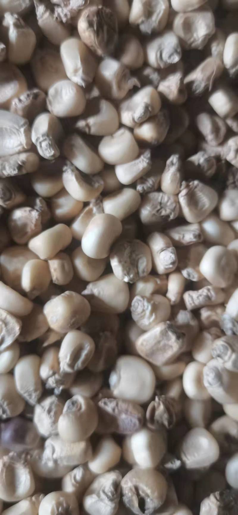 白糯玉米