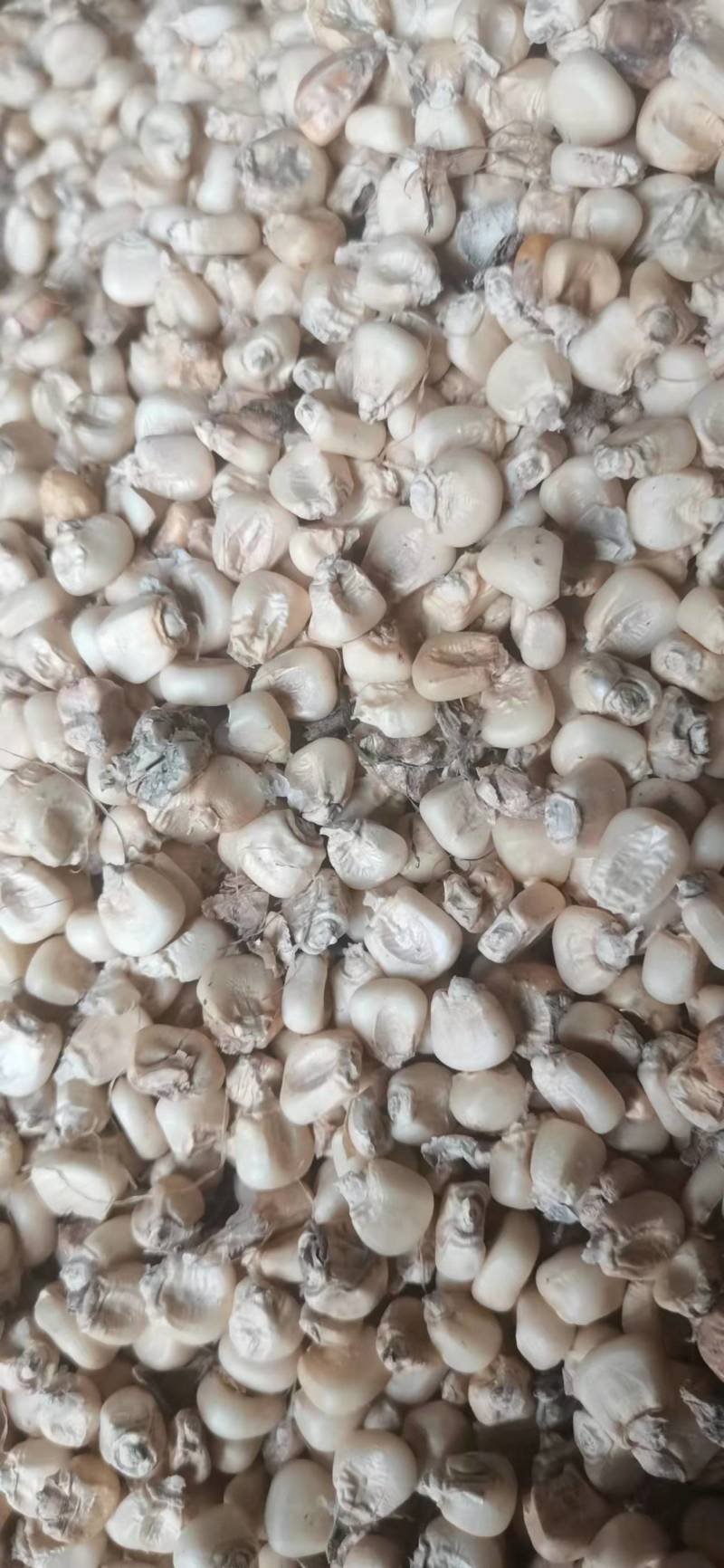 白糯玉米