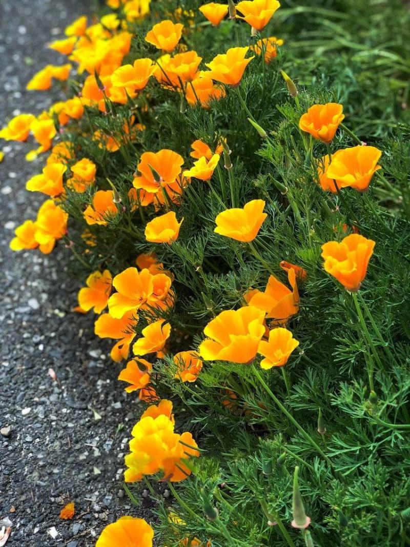 花菱草种子四季种易活花种子耐寒多年生宿根花籽庭院室外阳台