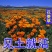 花菱草种子四季种易活花种子耐寒多年生宿根花籽庭院室外阳台
