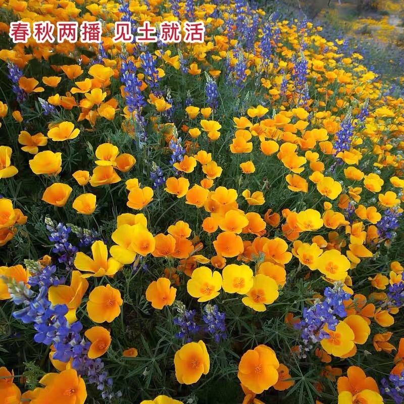 花菱草种子四季种易活花种子耐寒多年生宿根花籽庭院室外阳台