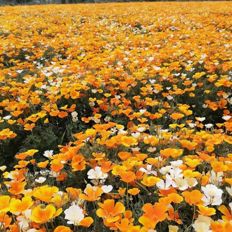 花菱草种子四季种易活花种子耐寒多年生宿根花籽庭院室外阳台