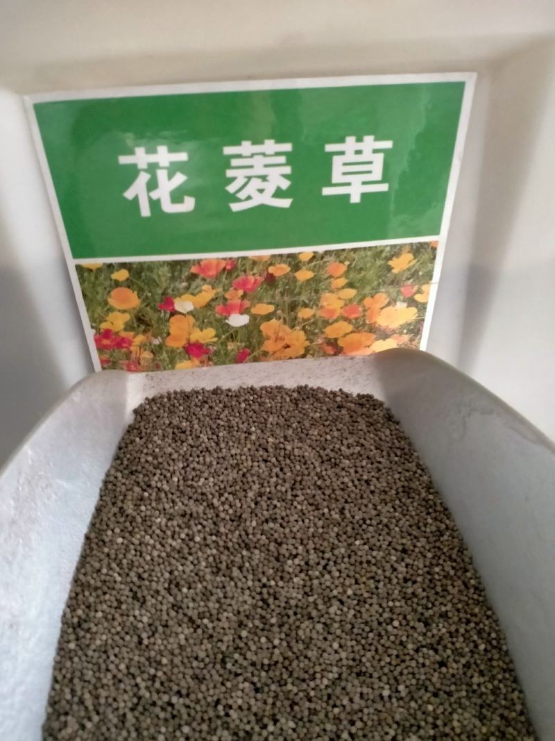 花菱草种子四季种易活花种子耐寒多年生宿根花籽庭院室外阳台