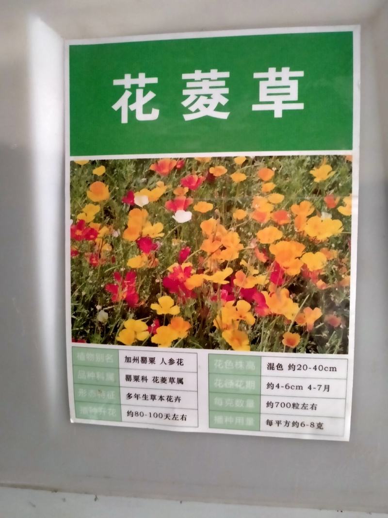 花菱草种子四季种易活花种子耐寒多年生宿根花籽庭院室外阳台